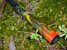 aa