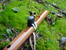 aa